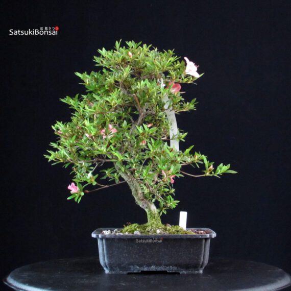 Azalea Satsuki Sakura - immagine 4