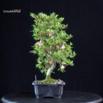 Azalea Satsuki Sakura - immagine 5