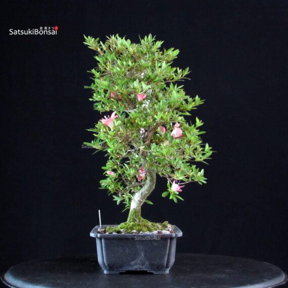 Azalea Satsuki Sakura - immagine 5