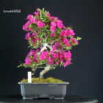 Azalea Satsuki Hoshi no Kagayaki