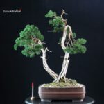 Juniperus Chinensis Kishu