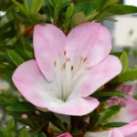 Talea di azalea Satsuki MISORA