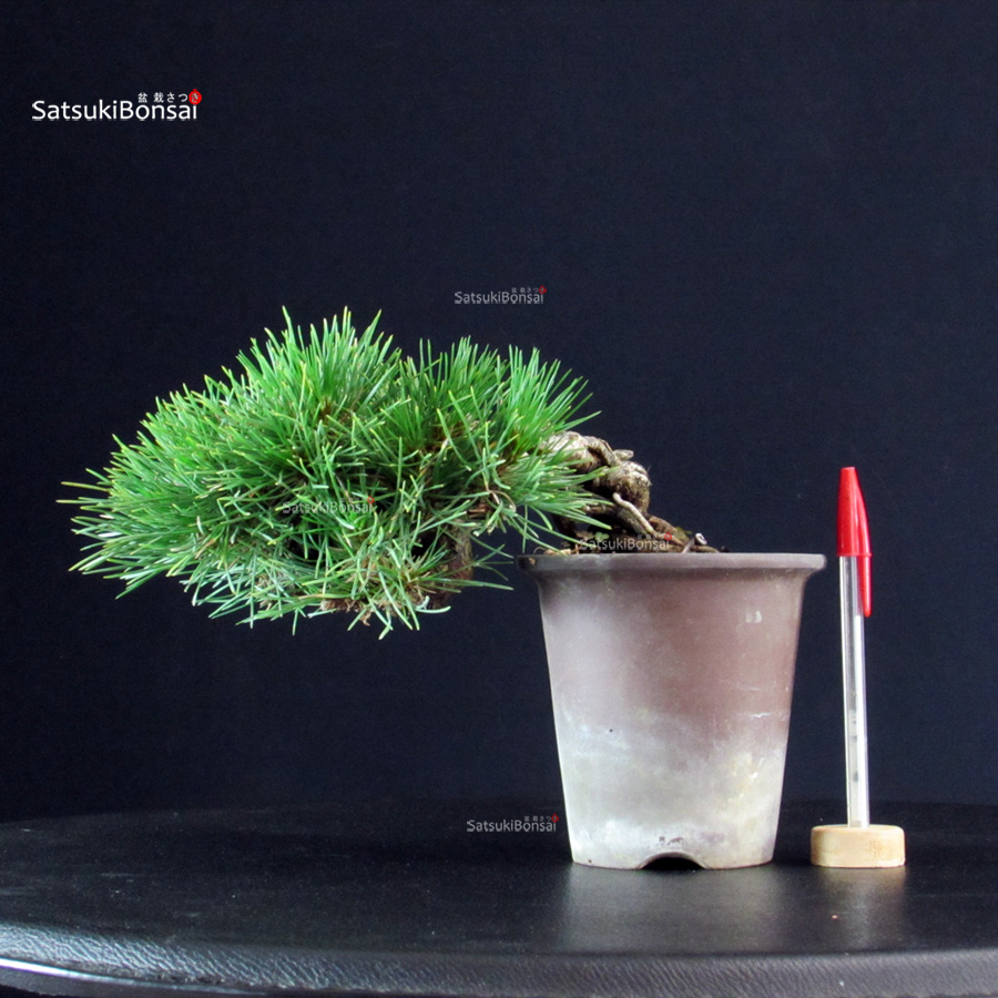 5805_1-Pinus-thunbergii Pinus Thunbergii - Pino nero - immagine 1