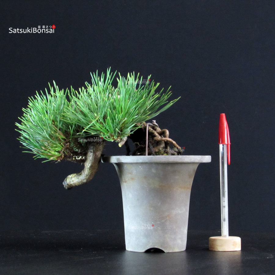 5806_1-Pinus-thunbergii Pinus Thunbergii - Pino nero - immagine 1