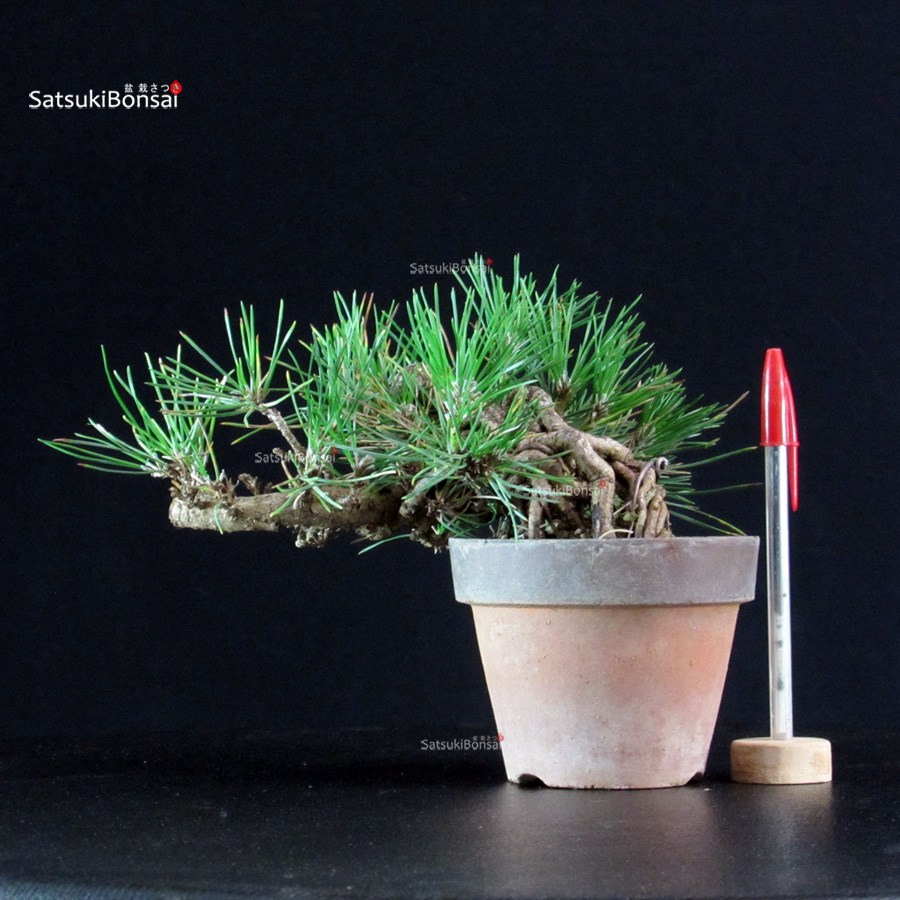5807_1-Pinus-Thunbergii Pinus Thunbergii - Pino nero - immagine 1