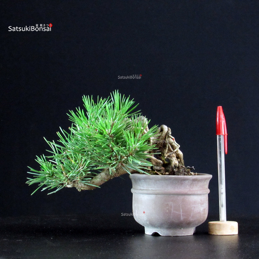 5808_1-Pinus-Thunbergii Pinus Thunbergii - Pino nero - immagine 1