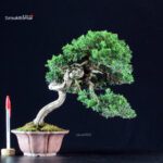 Juniperus Chinensis Itoigawa