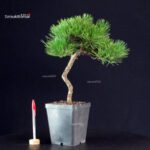 Pinus Thunbergii - Pino nero