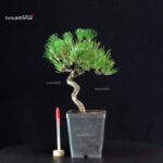 Pinus Thunbergii - Pino nero