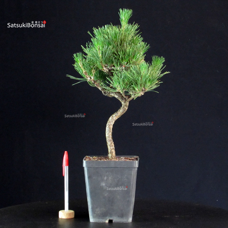 5908_1-Pinus-thunbergii-pino-nero Pinus Thunbergii - Pino nero - immagine 1