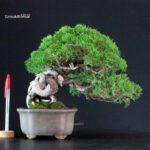Juniperus Chinensis Itoigawa