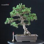 Pinus Thunbergii Kuromatsu Kotobuki