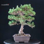 Pinus Thunbergii Kuromatsu Kotobuki - immagine 2