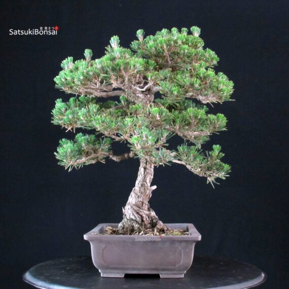 Pinus Thunbergii Kuromatsu Kotobuki - immagine 2
