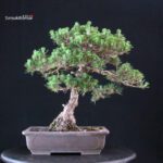 Pinus Thunbergii Kuromatsu Kotobuki - immagine 3