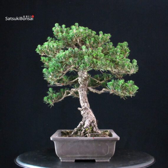 Pinus Thunbergii Kuromatsu Kotobuki - immagine 4
