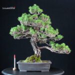 Pinus Thunbergii Kuromatsu Kotobuki