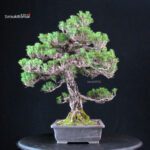 Pinus Thunbergii Kuromatsu Kotobuki - immagine 2