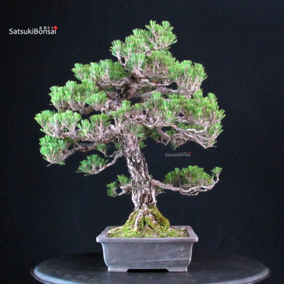 Pinus Thunbergii Kuromatsu Kotobuki - immagine 2