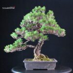 Pinus Thunbergii Kuromatsu Kotobuki - immagine 3