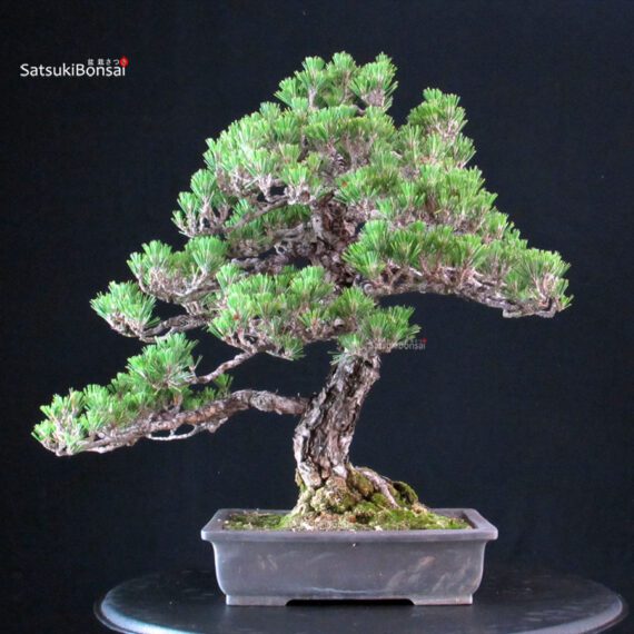 Pinus Thunbergii Kuromatsu Kotobuki - immagine 3