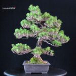 Pinus Thunbergii Kuromatsu Kotobuki - immagine 4