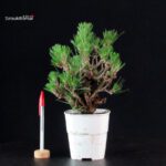 Pinus Thunbergii Corticosa - Pino nero