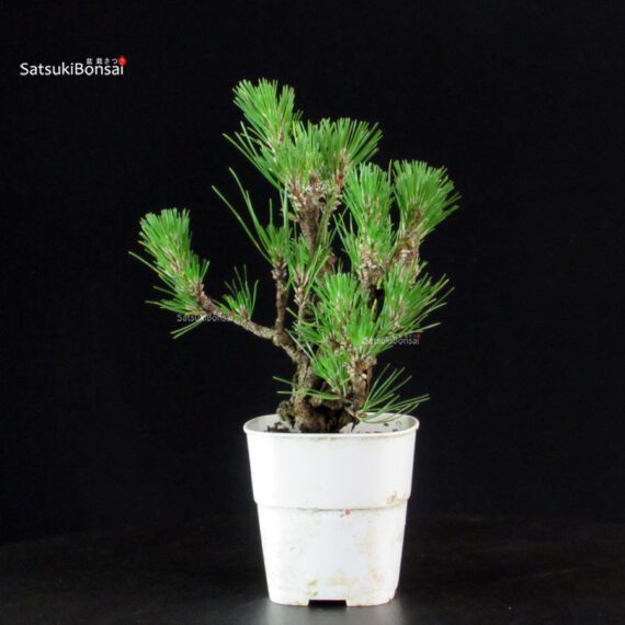 Pinus Thunbergii Corticosa - Pino nero - immagine 2