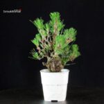 Pinus Thunbergii Corticosa - Pino nero - immagine 3
