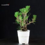 Pinus Thunbergii Corticosa - Pino nero - immagine 4