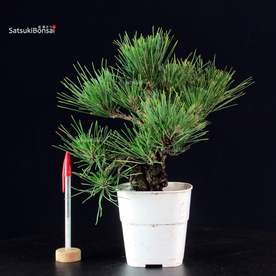6153_1-Pinus-thunbergii-pino-nero Pinus Thunbergii Corticosa - Pino nero - immagine 1