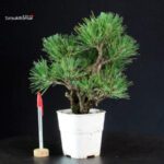 Pinus Thunbergii Corticosa - Pino nero