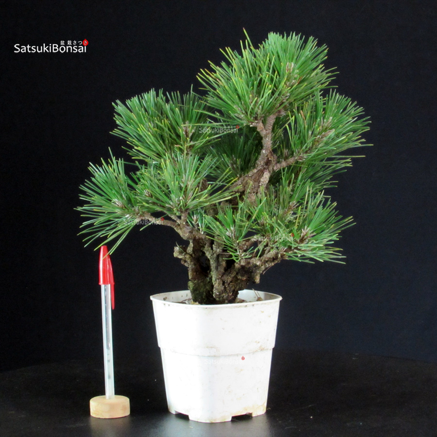6154_1-Pinus-thunbergii-pino-nero Pinus Thunbergii Corticosa - Pino nero - immagine 1