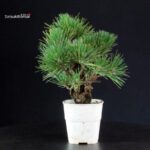 Pinus Thunbergii Corticosa - Pino nero - immagine 2