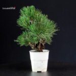 Pinus Thunbergii Corticosa - Pino nero - immagine 3