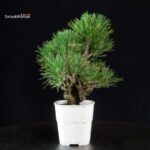 Pinus Thunbergii Corticosa - Pino nero - immagine 4