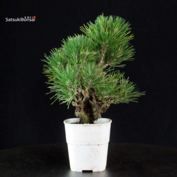 Pinus Thunbergii Corticosa - Pino nero - immagine 4