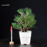 Pinus Thunbergii Corticosa - Pino nero