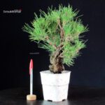 Pinus Thunbergii Corticosa - Pino nero