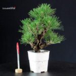 Pinus Thunbergii Corticosa - Pino nero