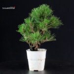Pinus Thunbergii Corticosa - Pino nero - immagine 2