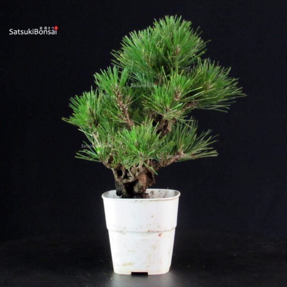 Pinus Thunbergii Corticosa - Pino nero - immagine 2