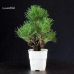 Pinus Thunbergii Corticosa - Pino nero - immagine 3
