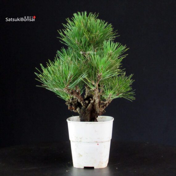 Pinus Thunbergii Corticosa - Pino nero - immagine 3