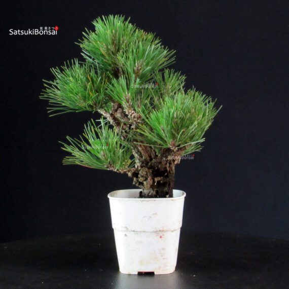 Pinus Thunbergii Corticosa - Pino nero - immagine 4