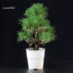 Pinus Thunbergii Corticosa - Pino nero - immagine 5