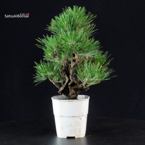 Pinus Thunbergii Corticosa - Pino nero - immagine 5