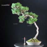 Pinus Thunbergii