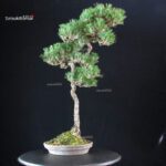 Pinus Thunbergii - immagine 2