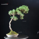 Pinus Thunbergii - immagine 3